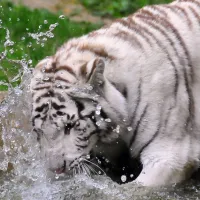 Un tigre blanc du Zoo de La Boissière du Doré &copy; belgianchocolate, via flickr