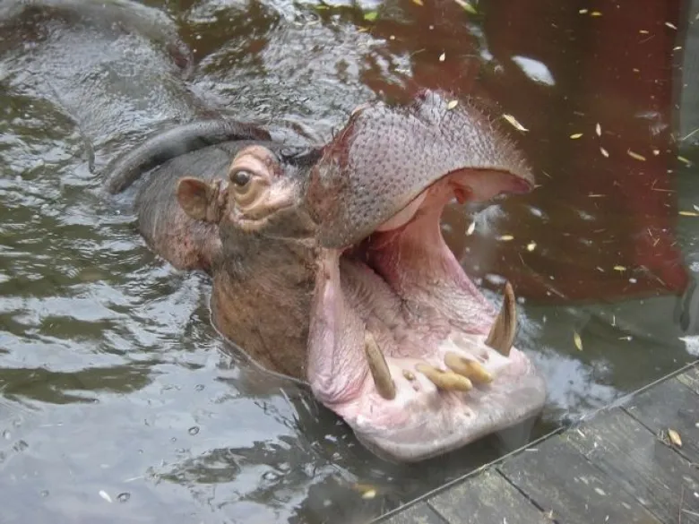 Hippopotame du zoo de la Flèche