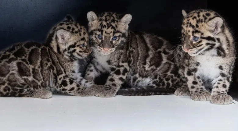 Les jeunes panthères nébuleuses du Zoo de Mulhouse