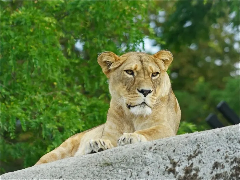 Lionne d'Afrique au zoo de Vincennes