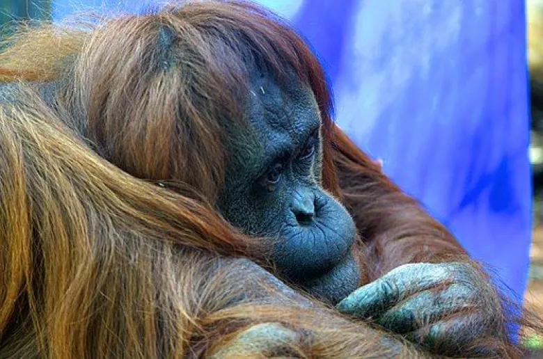 Orangs-outans de la Ménagerie du Jardin des Plantes