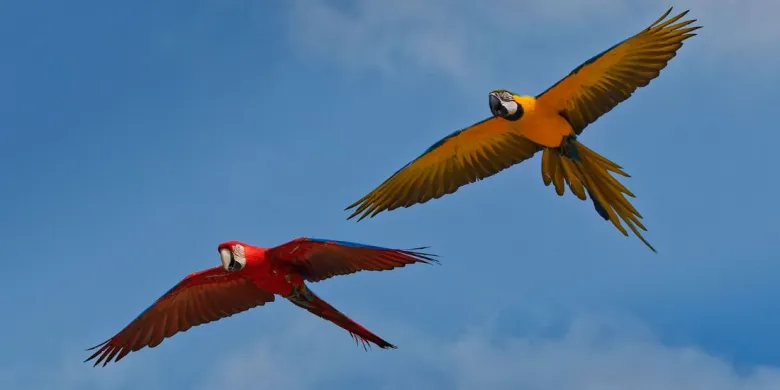 Les majestueux Aras du ZooParc de Beauval