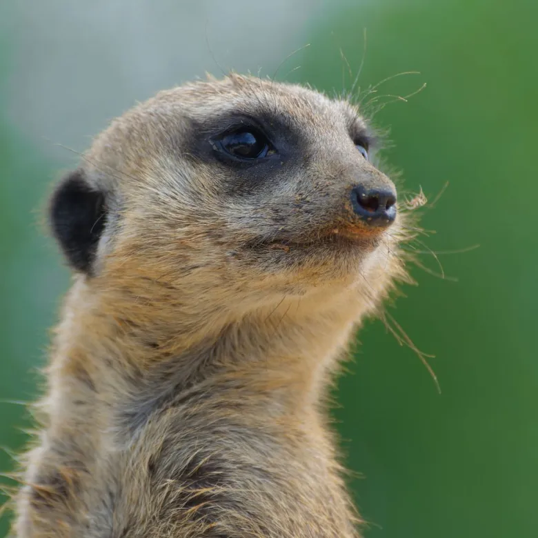 Le suricate guette votre arrivée